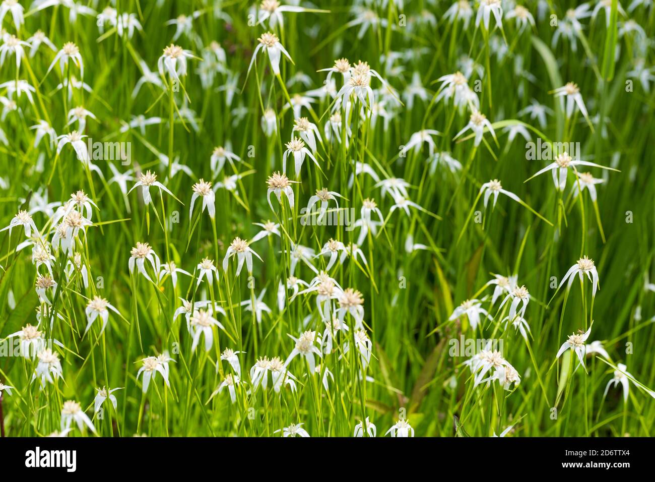 Hierba estrella blanca, Dichromena latifolia Foto de stock