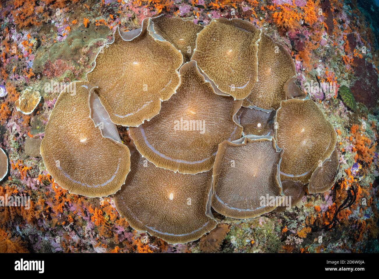 Agregación de Coralimorpharians gigantes, Amplexidiscus fenestrafer. Raja Ampat, Papúa Occidental, Indonesia Foto de stock
