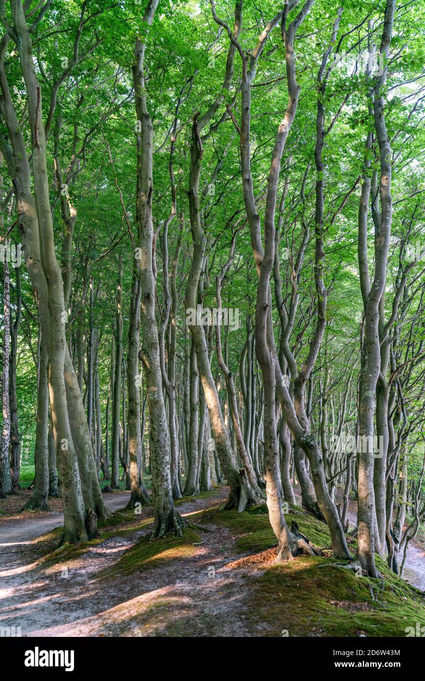 Viejos árboles del bosque de hadas encantado en el báltico Isla del mar Ruegen en Alemania Foto de stock
