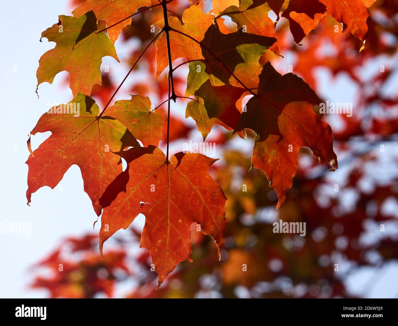 Primer plano de hojas de arce rojo naranja retroiluminadas en el otoño Foto de stock