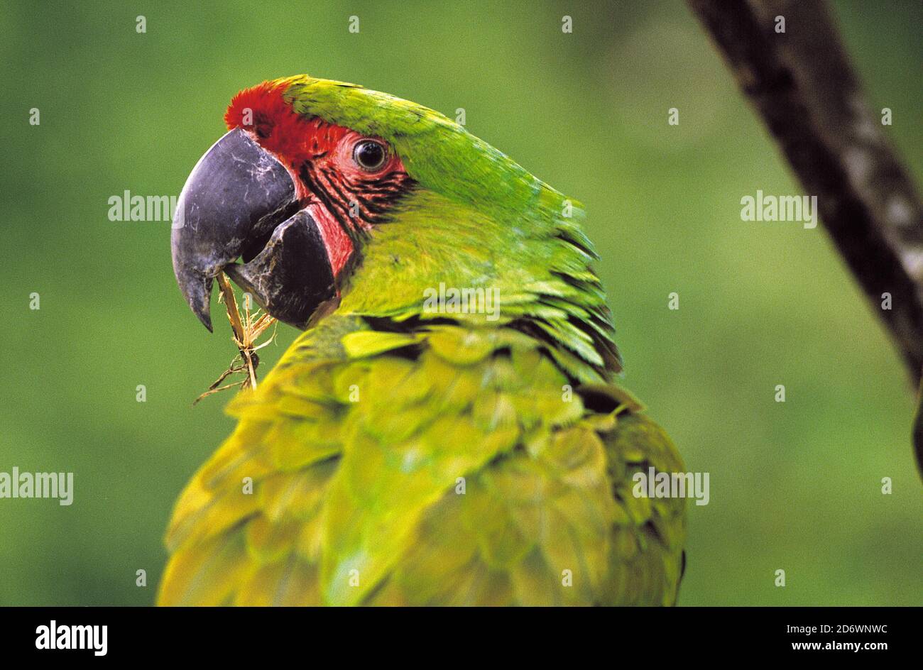 Gran verde, o Buffon's, Macaw (Ara ambiguus), Esmeraldas. Foto de stock