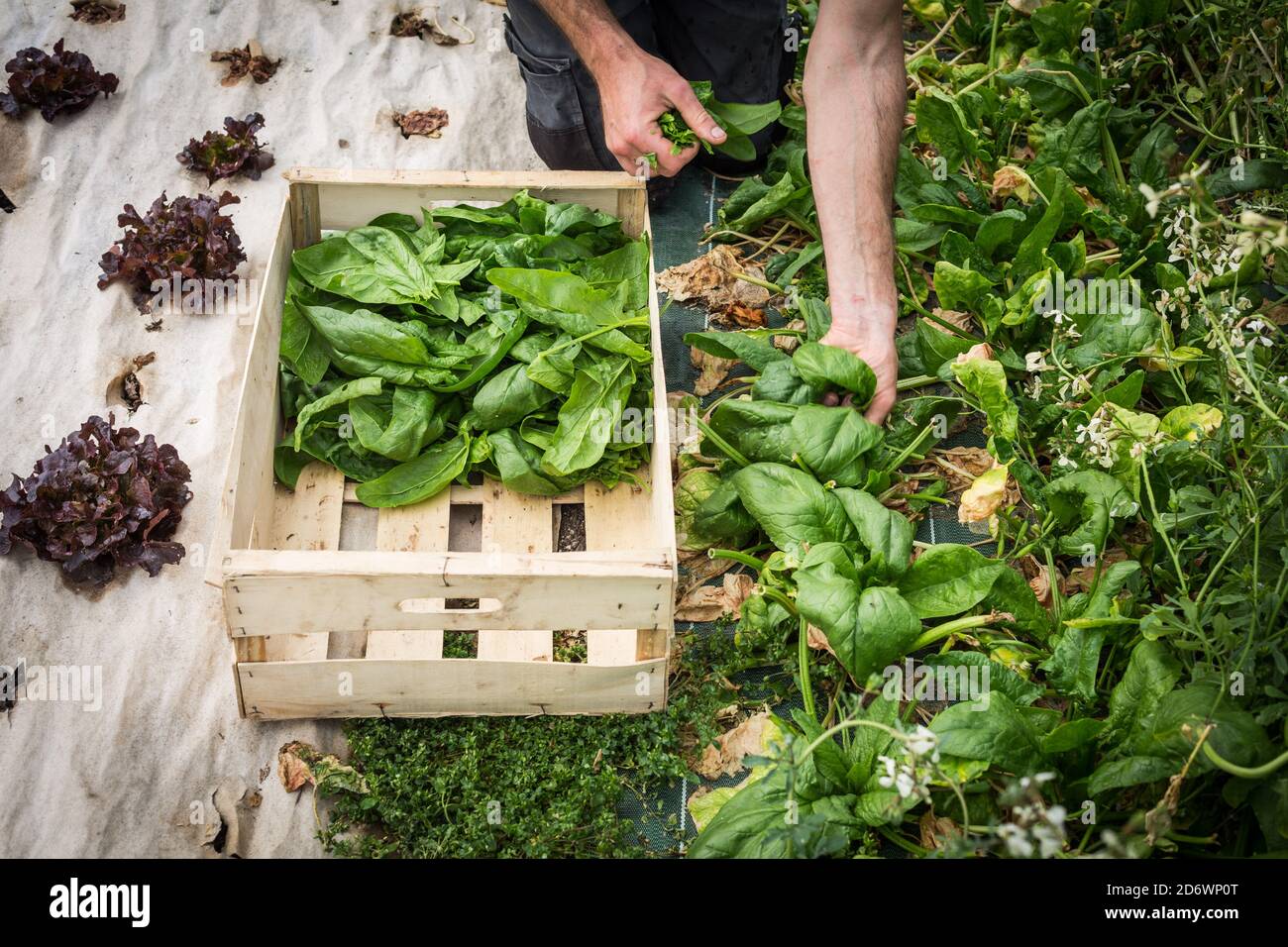 Trabajador en el mercado orgánico-granja, Dordogne, Francia. Foto de stock