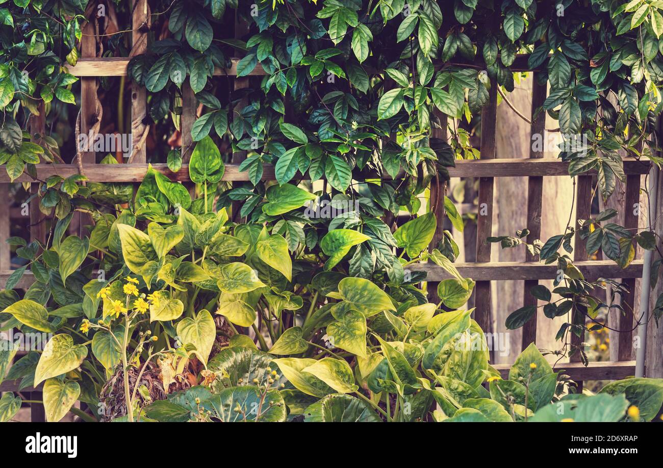 Fondo de verano con hojas de árboles tropicales Foto de stock