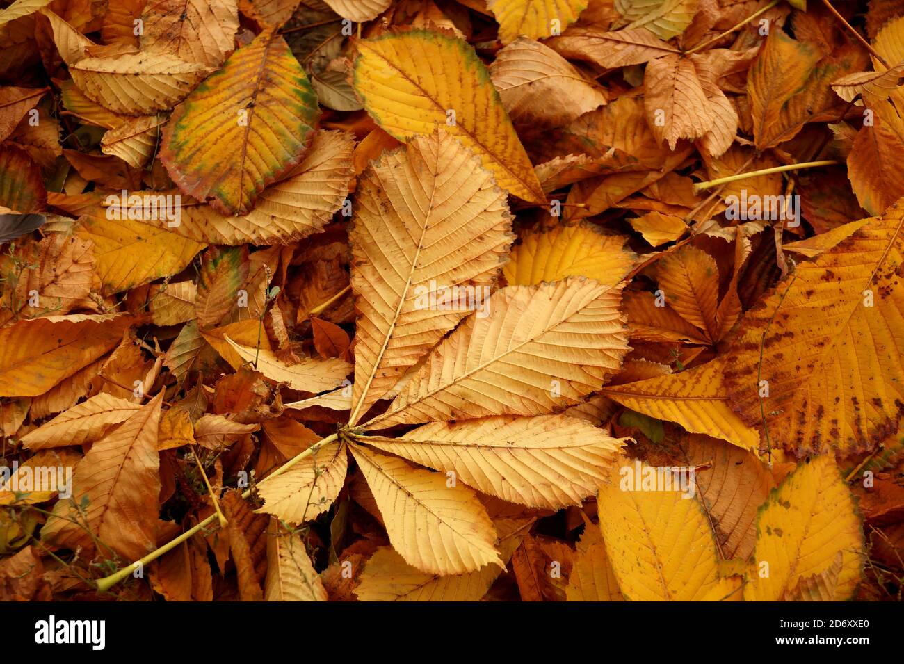 Alfombra de hojas de otoño de un castaño de un amarillo tonalidad Foto de stock