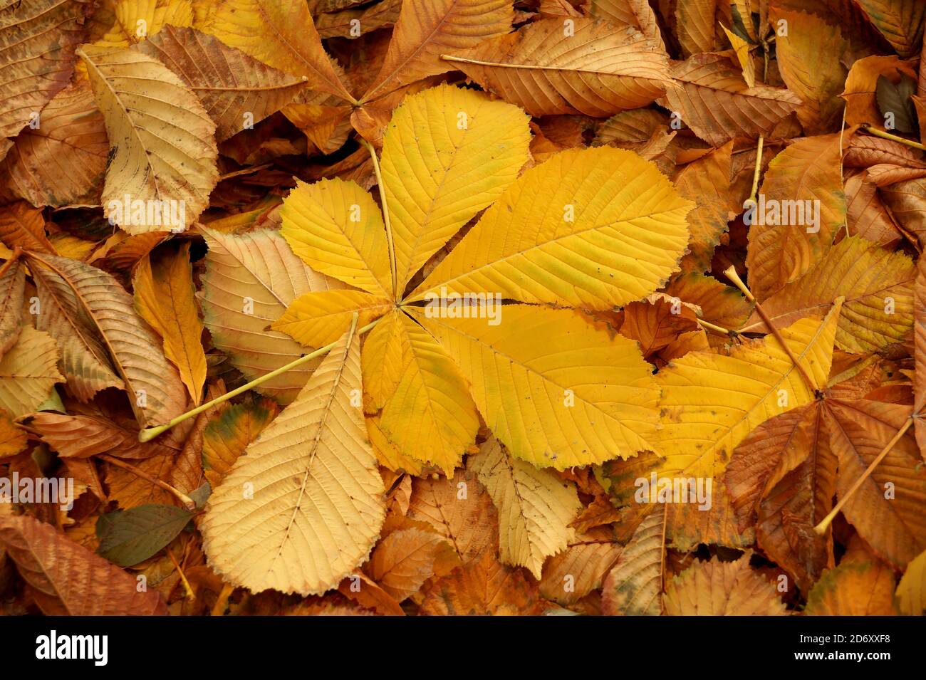 Alfombra de hojas de otoño de un castaño de un amarillo tonalidad Foto de stock