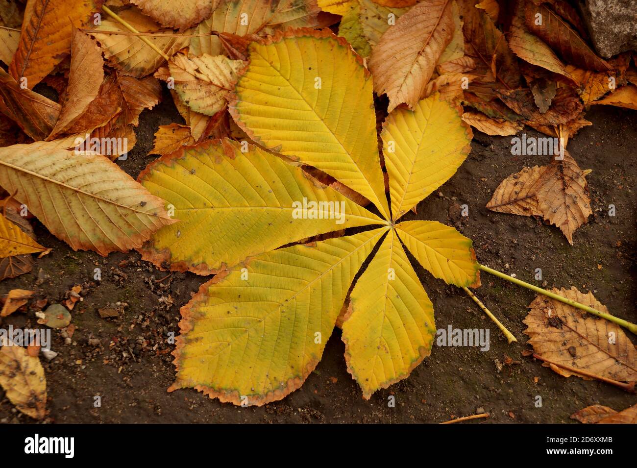 Hoja de otoño de un castaño cayendo al suelo Foto de stock