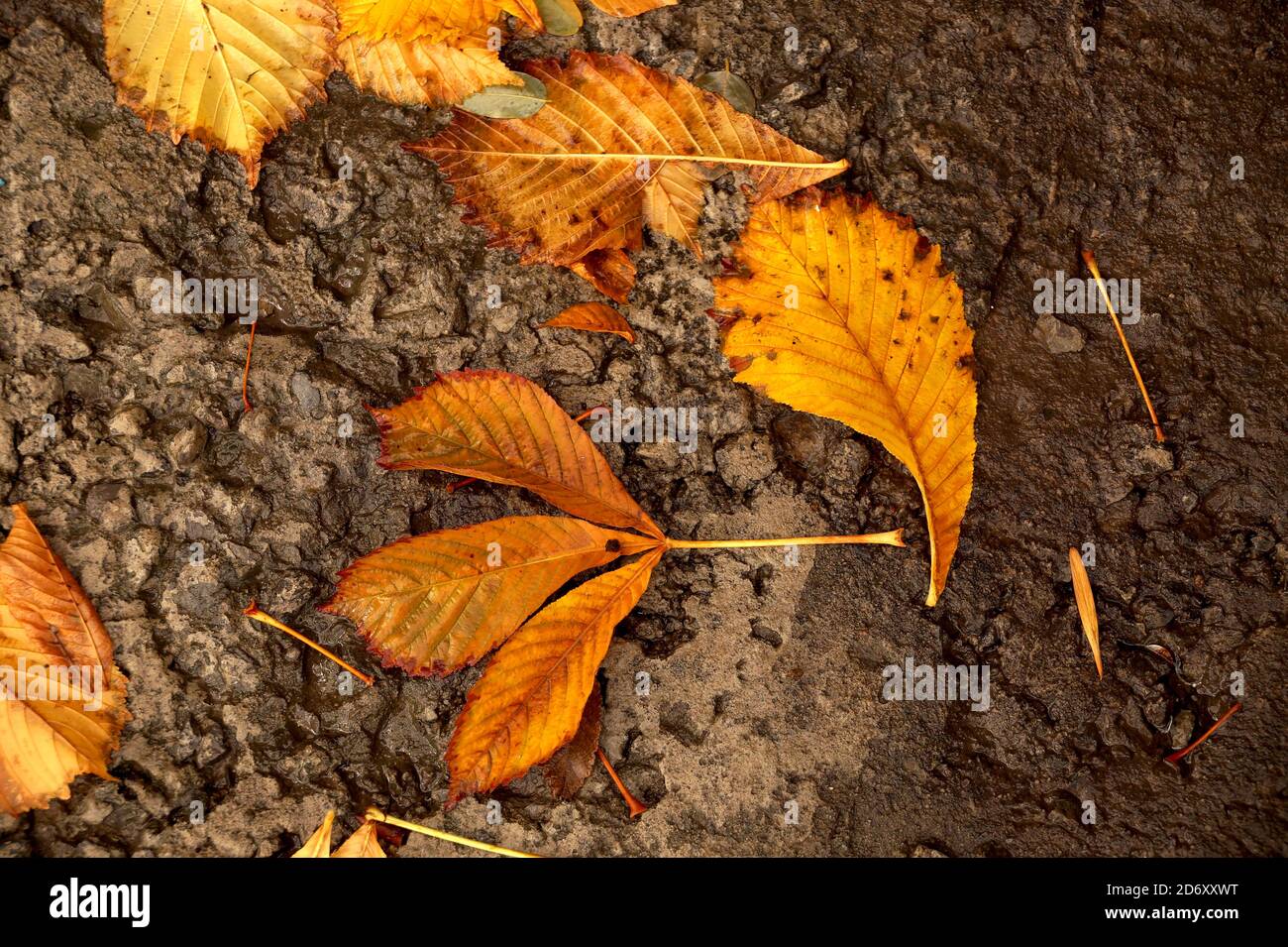 Hoja de otoño de un castaño cayendo al suelo Foto de stock