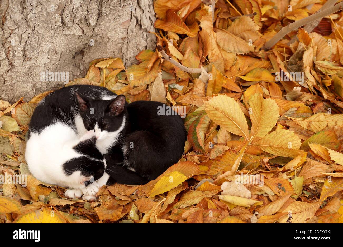 Dos gatos en una alfombra de hojas de otoño Foto de stock