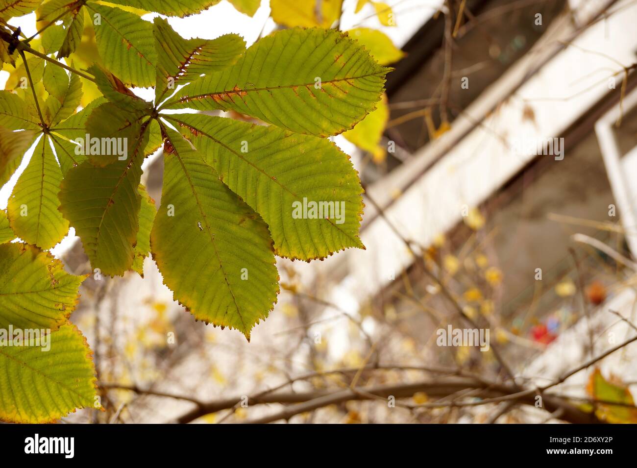 Otoño con hojas de un castaño Foto de stock