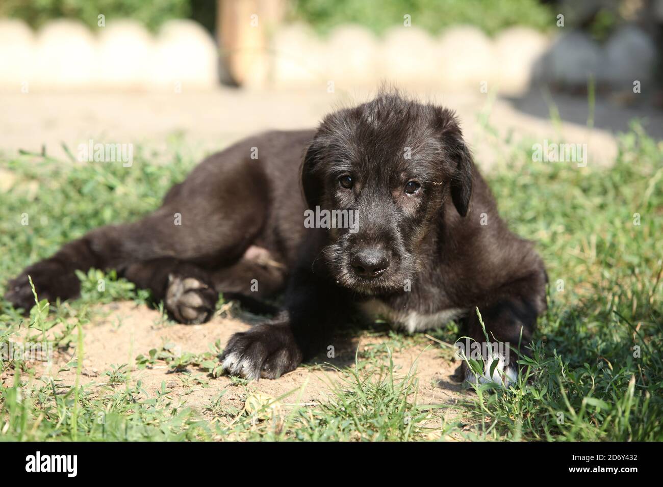 son peligrosos los perros lobo irlandeses