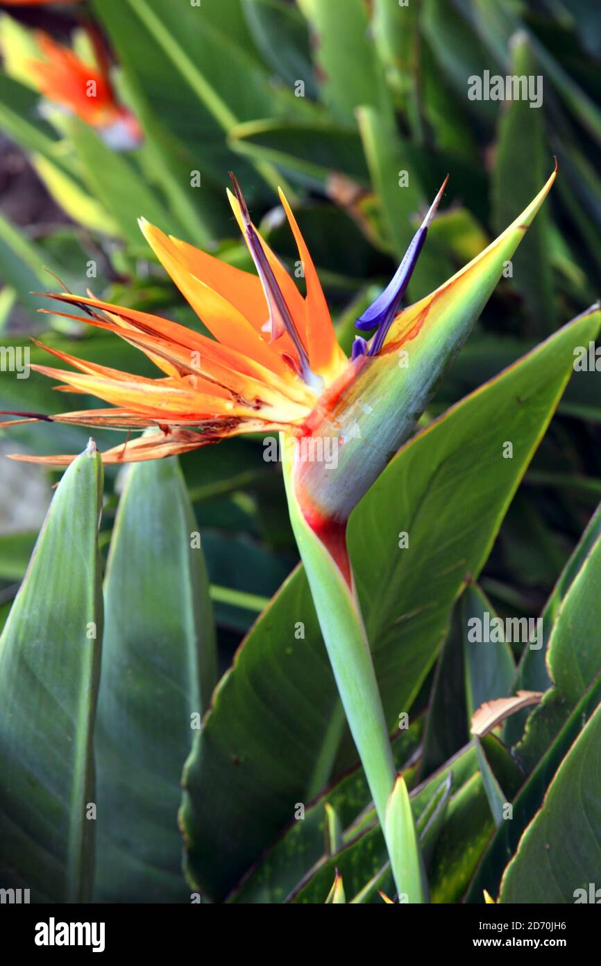 Pájaro del paraíso, Strelitzia reginae una planta perenne tropical hermosa  a menudo llamada flor de la grúa que se encuentra sudafricano, Islas  Canarias y Fotografía de stock - Alamy