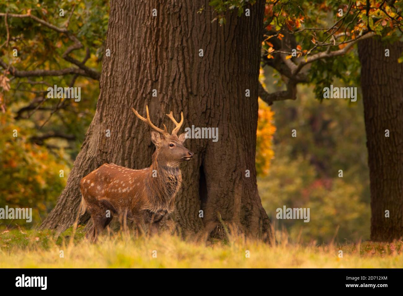 Ciervo Sika manchuriano, ciervo Sika, ciervo, ciervo, macho, Buck, naturaleza, mundo natural, Woburn, Bedfordshire, Reino Unido Foto de stock