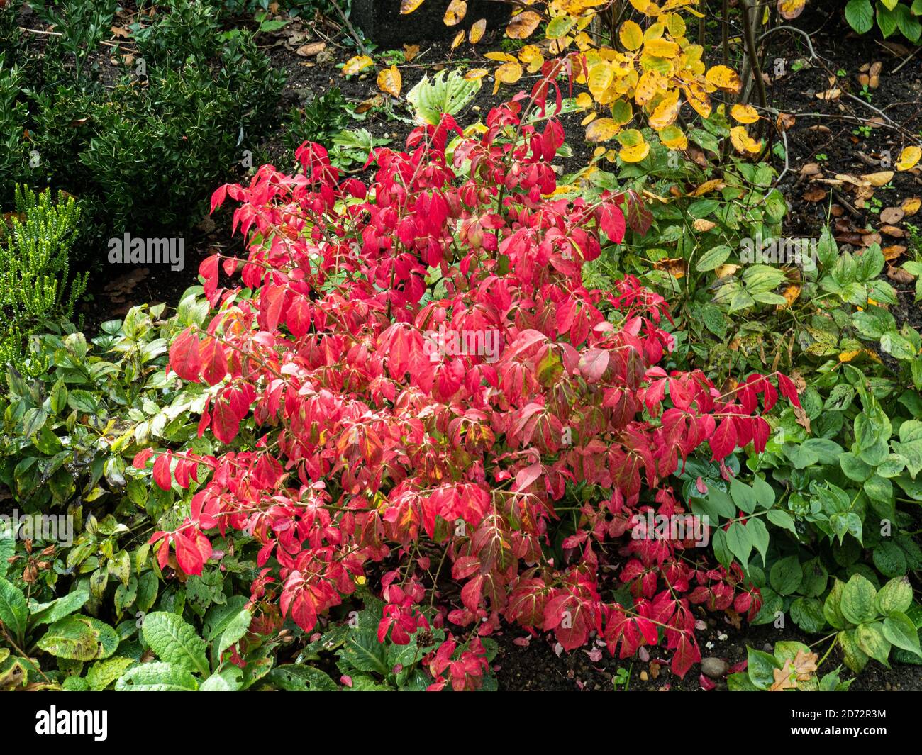 Una sola planta del enano deciduo euonymus, Euonymus alatus 'compactus mostrando el follaje rojo ardiente del otoño Foto de stock