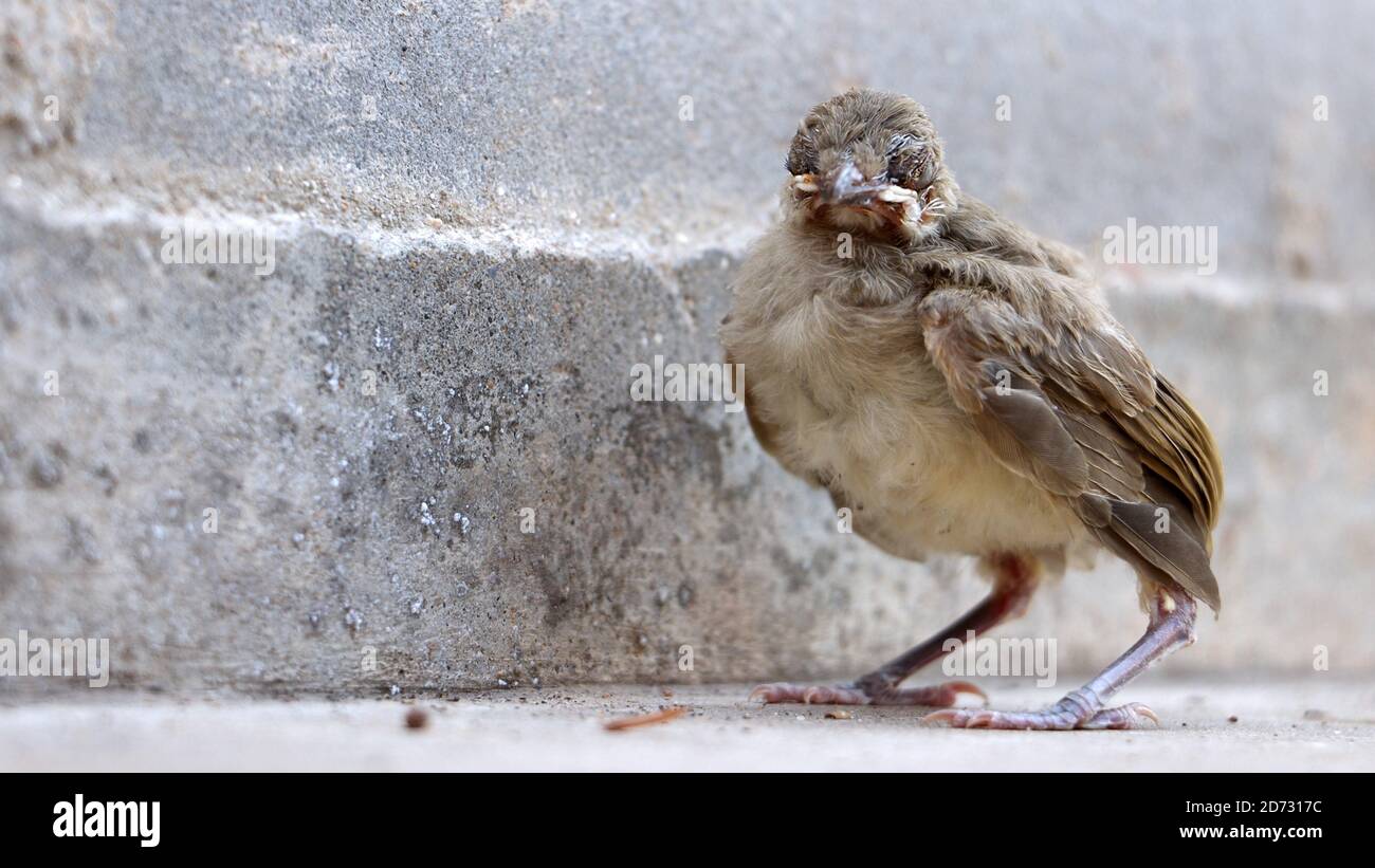 Un pequeño pájaro ciego en la calle. Un pájaro recién nacido cayó de un nido en un árbol en el camino. Foto de stock