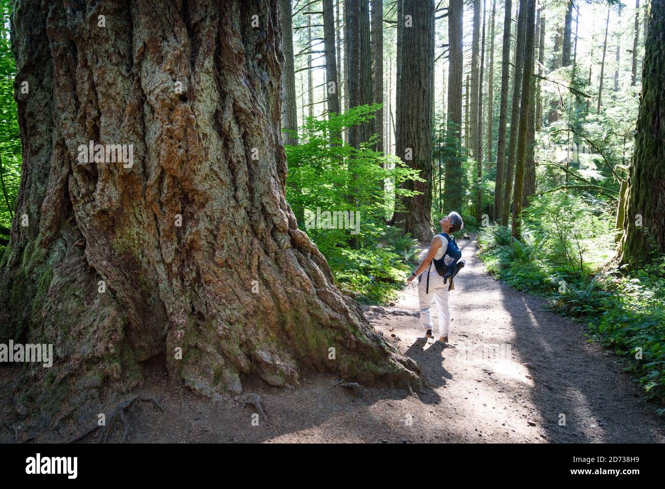 Grandes árboles en el bosque en Silver Falls State Park, Oregon. Foto de stock