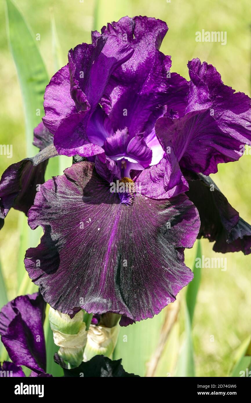 Pesadilla de Iris con barba Foto de stock