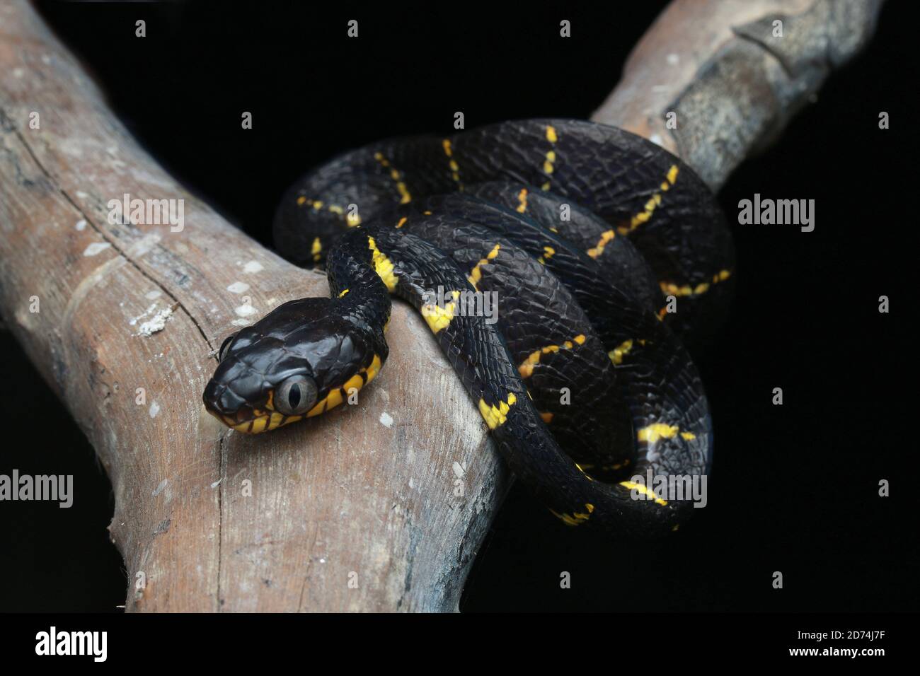 Manglar Gato Snake o Boiga melanota descansando en rama. Foto de stock