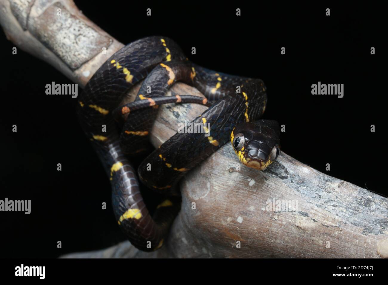 Manglar Gato Snake o Boiga melanota descansando en rama. Foto de stock