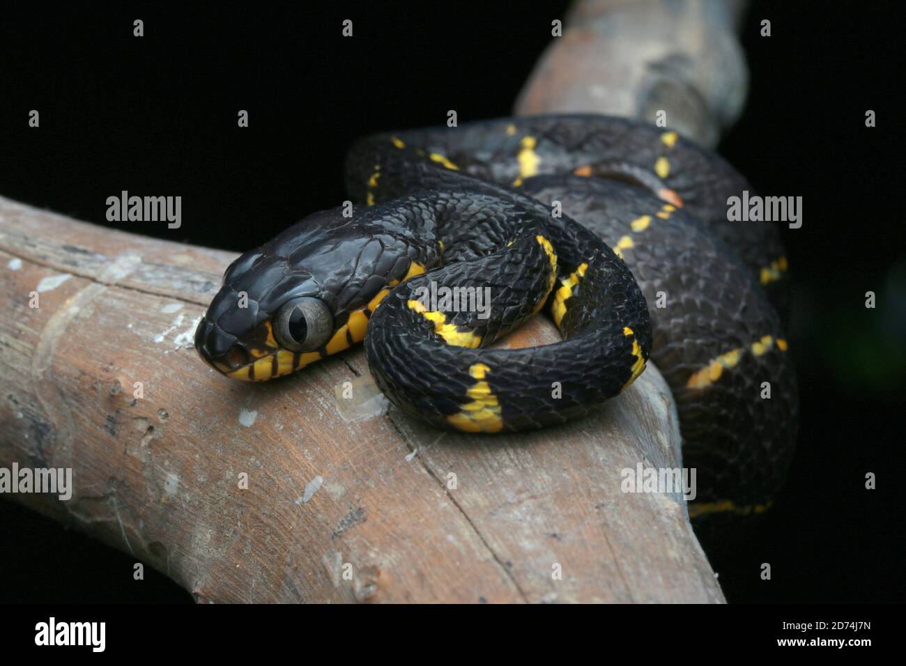 Manglar Gato Snake o Boiga melanota descansando en rama. Foto de stock