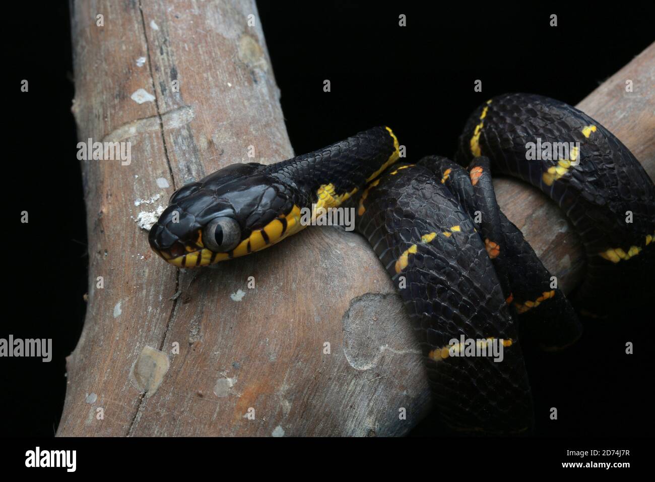 Manglar Gato Snake o Boiga melanota descansando en rama. Foto de stock
