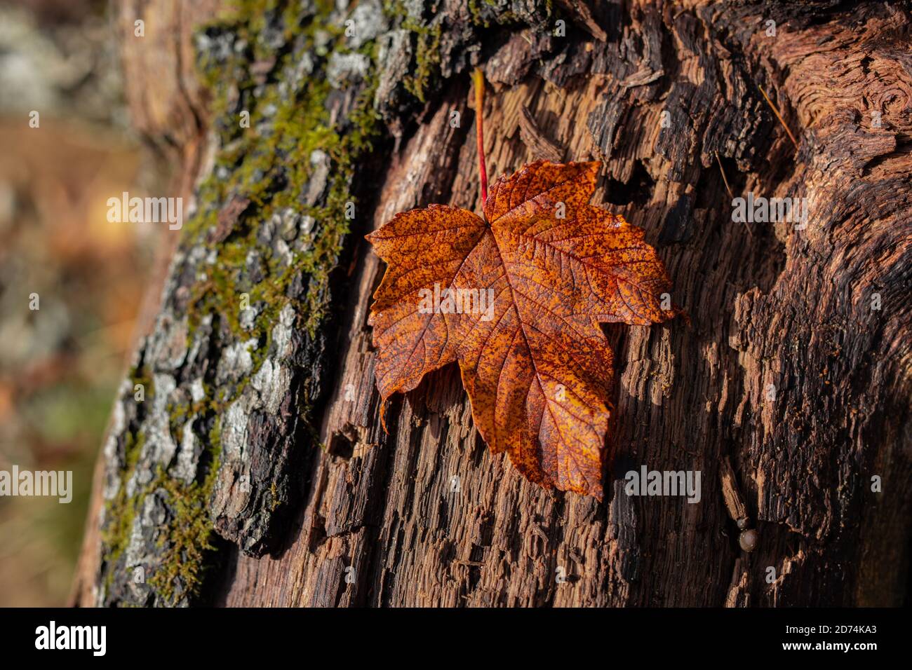 Hojas de otoño Foto de stock