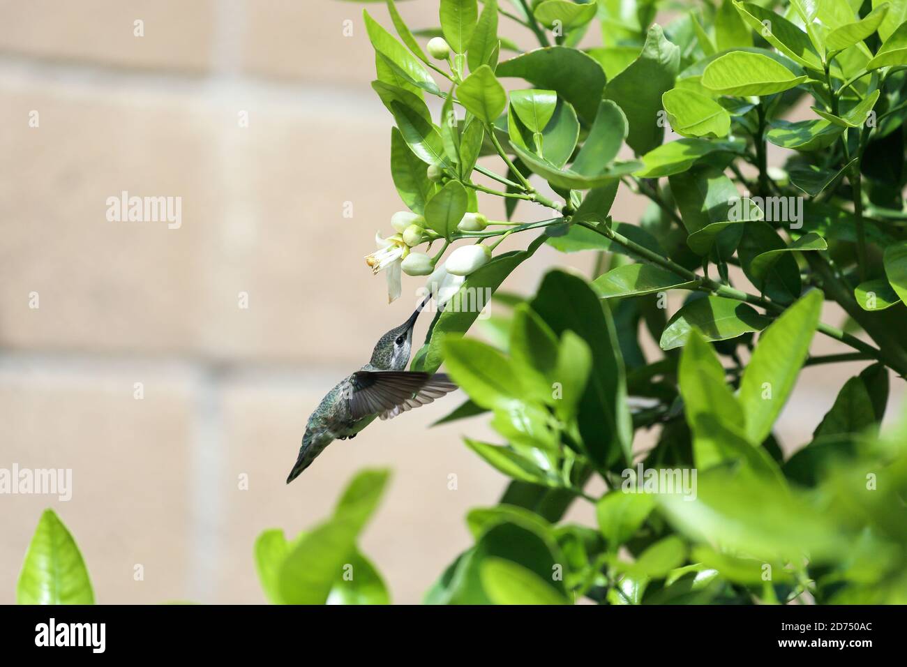 Un colibrí rondando para recoger néctar de las flores de pomelo árbol Foto de stock