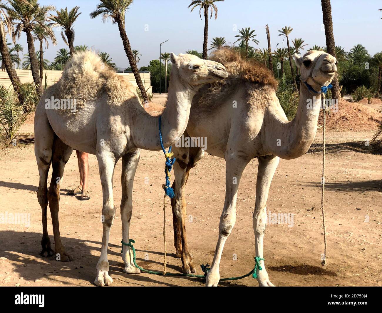 Camello blanco fotografías e imágenes de alta resolución - Página 8 - Alamy