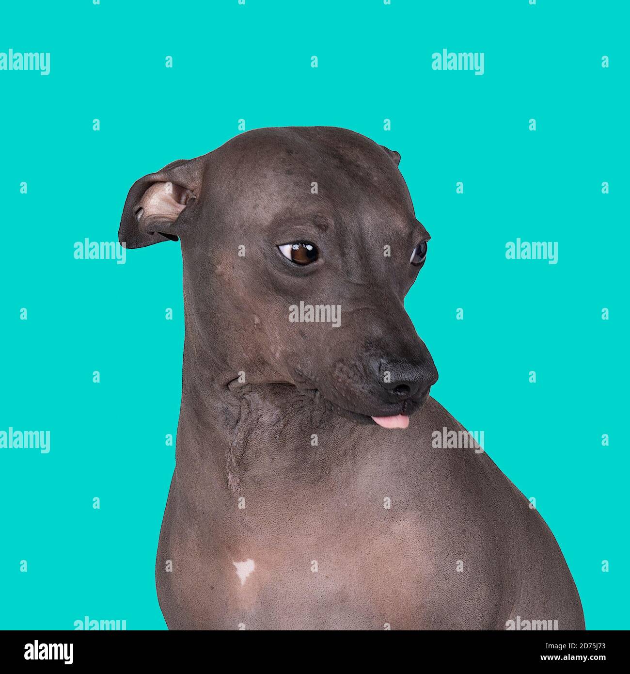 Un perro americano de Terrier sin pelo con la lengua fuera aislado contra  fondo azul Fotografía de stock - Alamy
