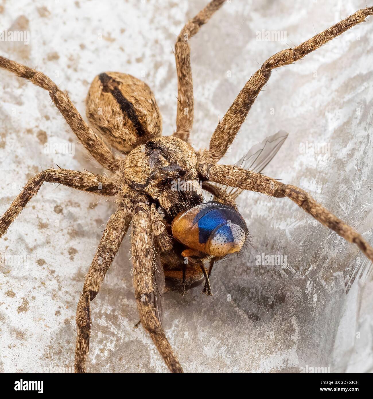 Un arácnido grande comiendo una mosca de la sangre - comúnmente conocido  como la Reina de la araña de Huntsman (Pediana regina Fotografía de stock -  Alamy