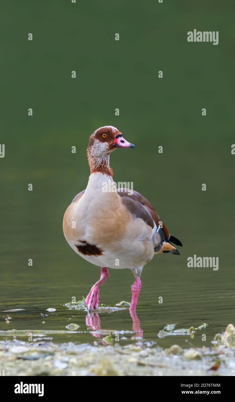 Ganso egipcio (Alopochen aegyptiaca) en agua junto a un lago en otoño en West Sussex, Inglaterra, Reino Unido. Vertical vertical con copyspace. Foto de stock