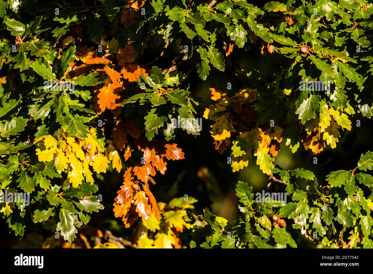 A última hora de la tarde luz del sol del otoño en un roble en East Finchley, Londres, Reino Unido Foto de stock