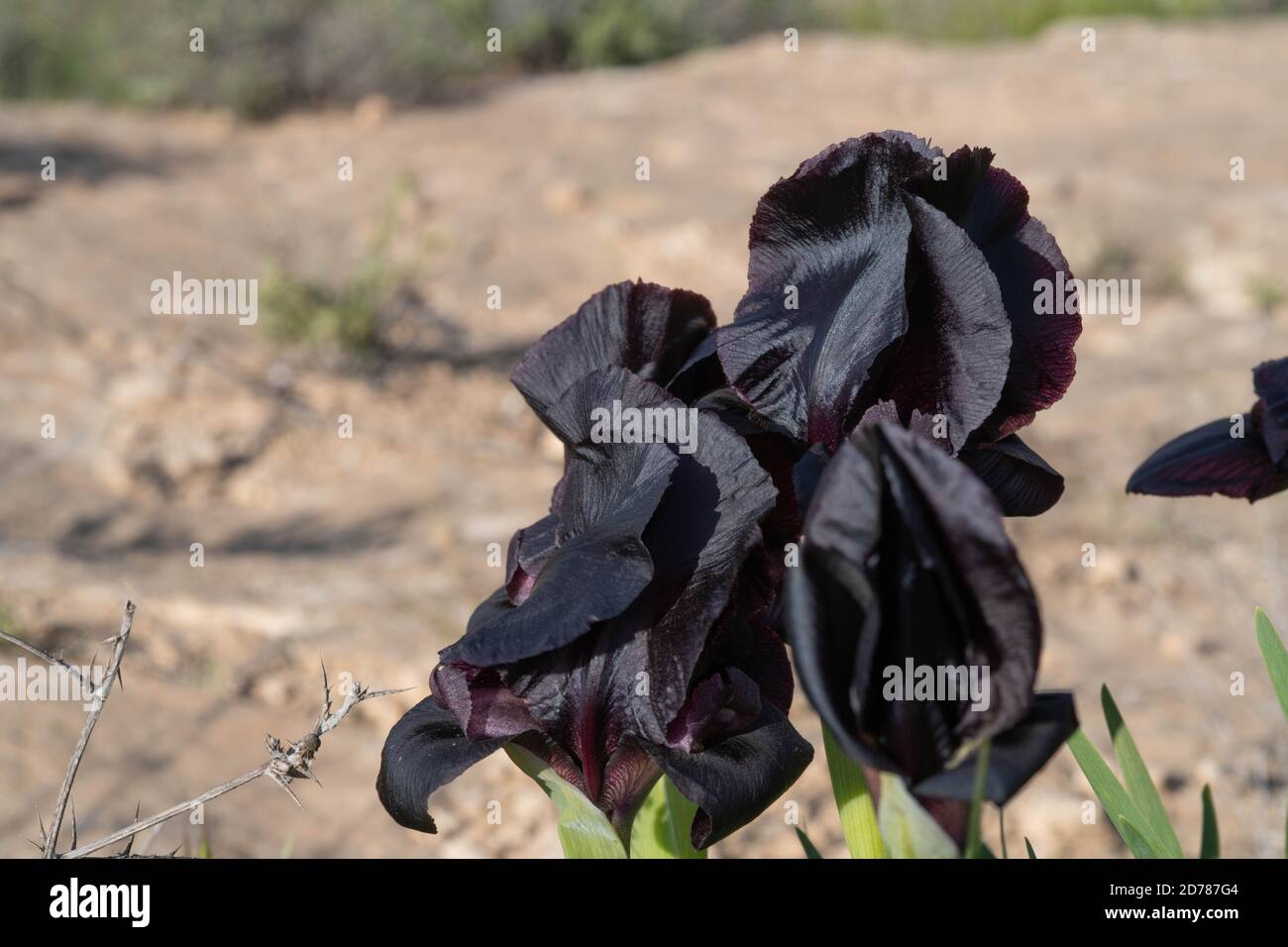 Flores de israel iris negro fotografías e imágenes de alta resolución - Alamy Flores de israel iris negro fotografías e imágenes de alta resolución - Alamy