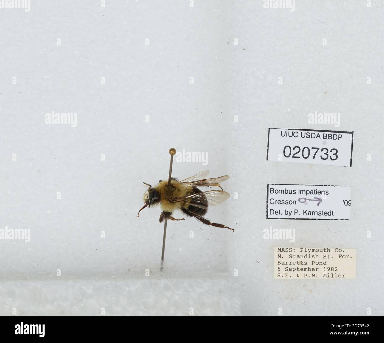 Myles standish state forest fotografías e imágenes de alta resolución Alamy