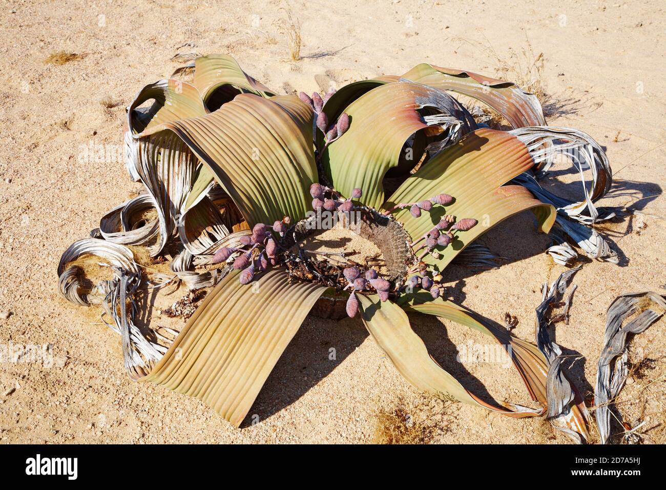 Increíble planta del desierto, fósil viviente Welwitschia mirabilis en el desierto de Namib Foto de stock