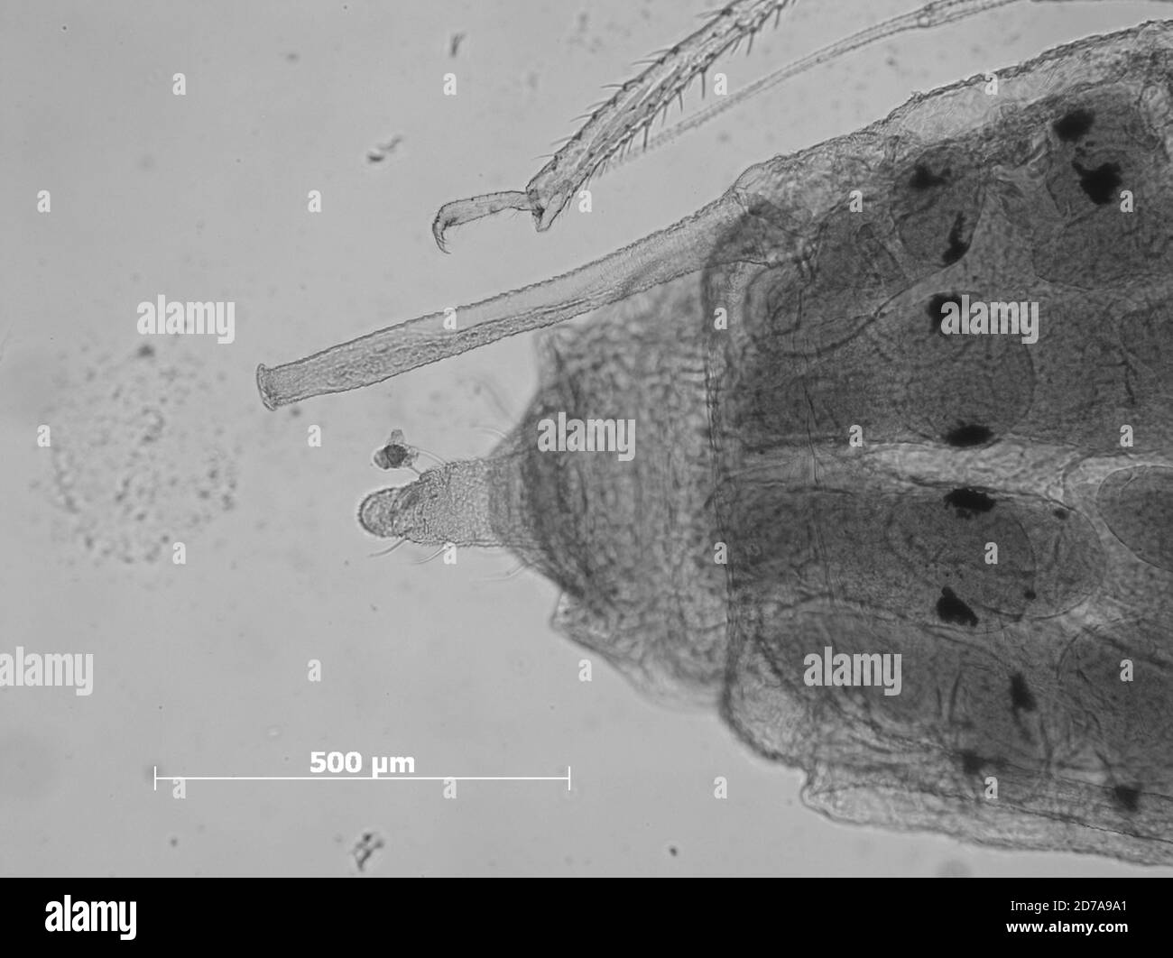 Lincoln Lancaster Nebraska Estados Unidos Siphonophora Grindeliae Williams 1911 Animalia Arthropoda Insecta Hemiptera Sternorrhyncha Aphididae Aphidinae Fotografia De Stock Alamy