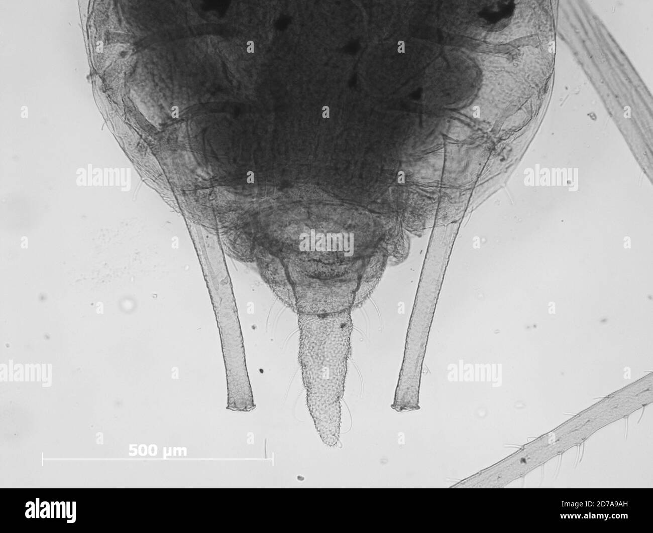 Ashland, Saunders, Nebraska, Estados Unidos, Siphonophora gaurae Williams, 1891, Animalia, Arthropoda, Insecta, Hemiptera, Sternorrhyncha, Aphididae, Aphidinae Foto de stock
