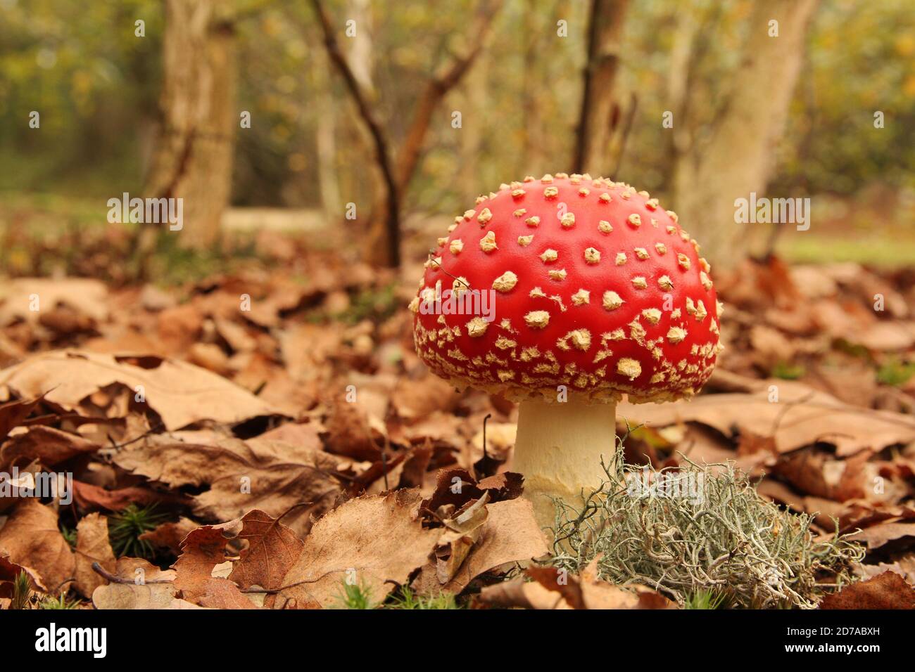 un hermoso pequeño hongo agárico de mosca roja con puntos blancos y un musgo en hojas marrones en el bosque en otoño Foto de stock
