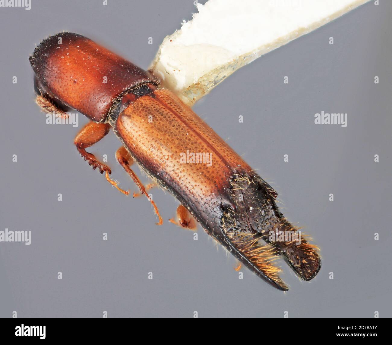 indigo bolsagage status