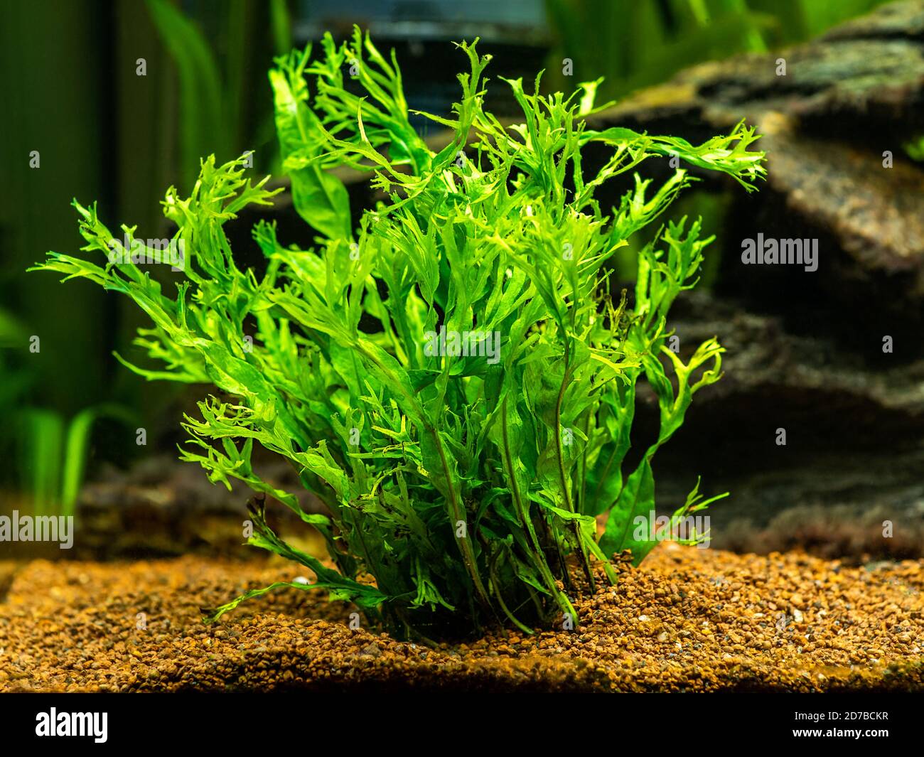 Helecho acuático (Microsorum pteropus – Windelov) aislado en un tanque de  pescado con fondo borroso Fotografía de stock - Alamy