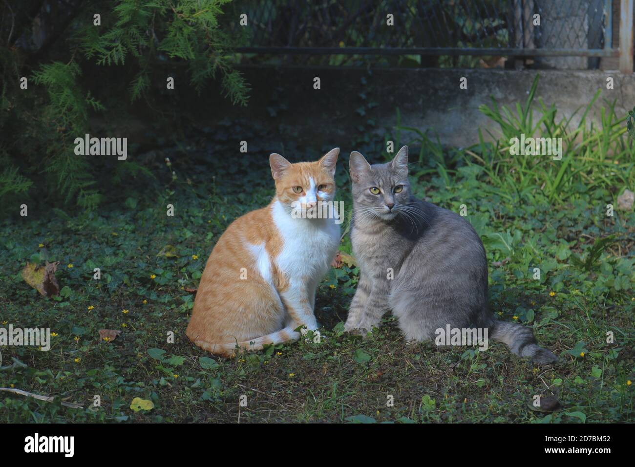 Jengibre y gato gris sentado en un jardín verde Foto de stock