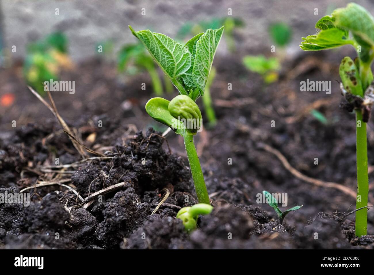 Brotes de frijol joven creciendo sus primeras hojas Foto de stock