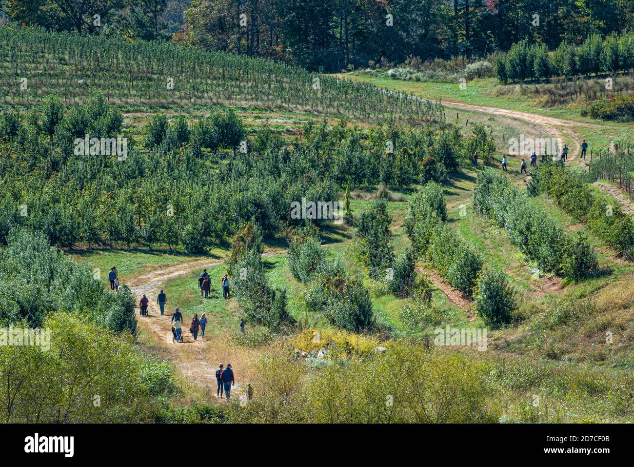 Gente disfrutando de un hermoso día de otoño explorando un huerto de manzanas en Mercier Orchards en Blue Ridge, Georgia. (EE.UU.) Foto de stock