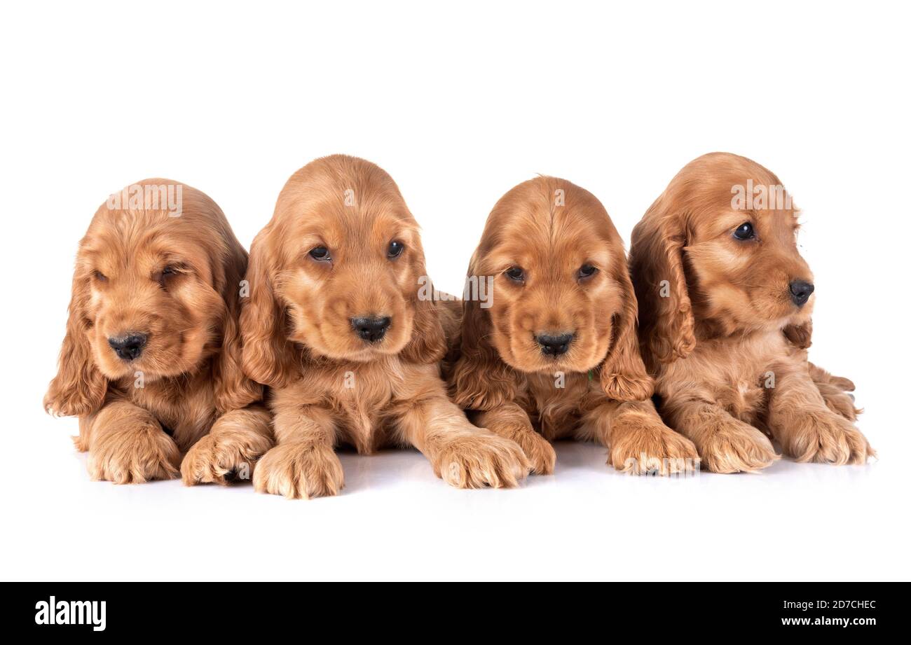 Cachorros Cocker Spaniel, delante de un fondo blanco Fotografía de stock -  Alamy