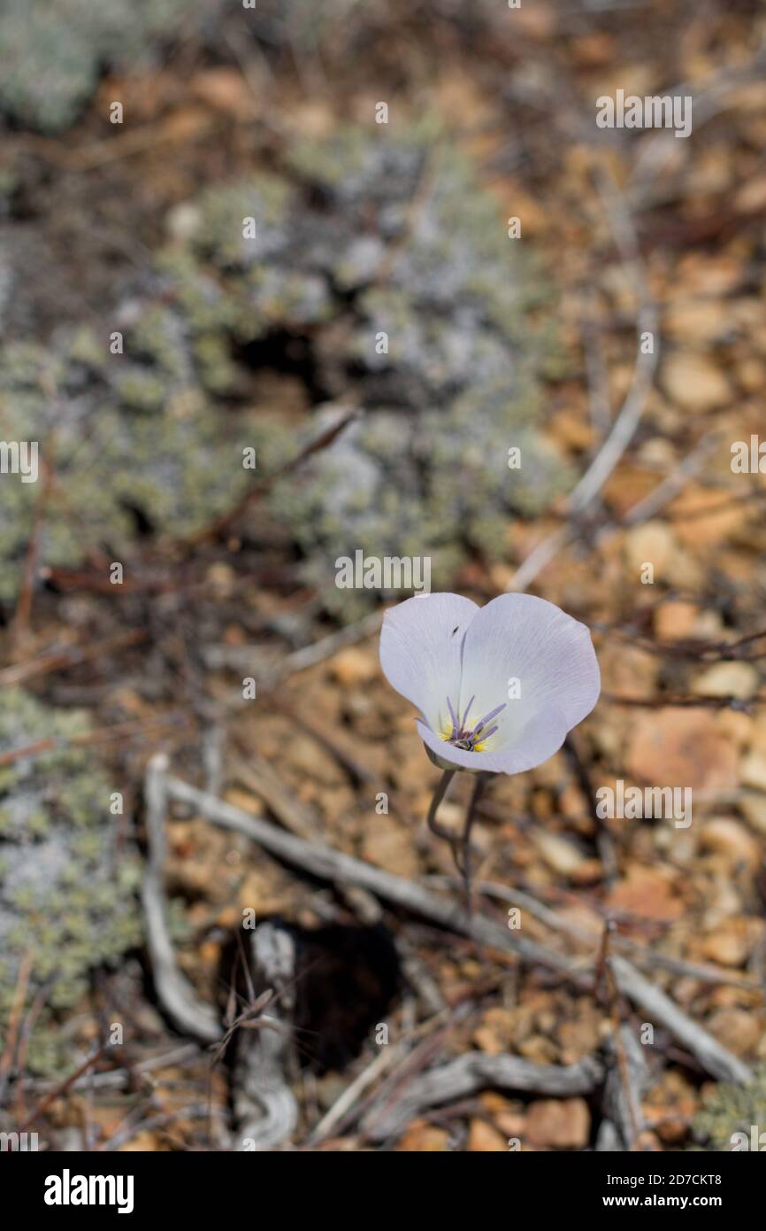 Flor púrpura, Lirio Mariposa Plain, Calochortus Invenustus, Liliaceae, perenne nativo, Baldwin Lake Reserve, Montañas de San Bernardino, Verano. Foto de stock