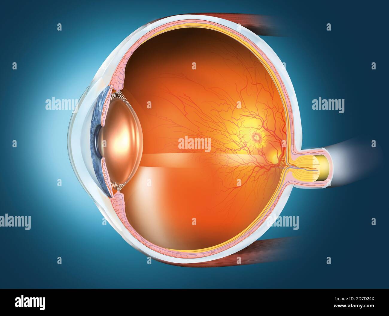 Ilustración médicamente 3D que muestra un ojo humano sano con lente,  retina, pupila, iris, cámara anterior, cámara posterior, cuerpo ciliar,  bola ocular, sangre Fotografía de stock - Alamy