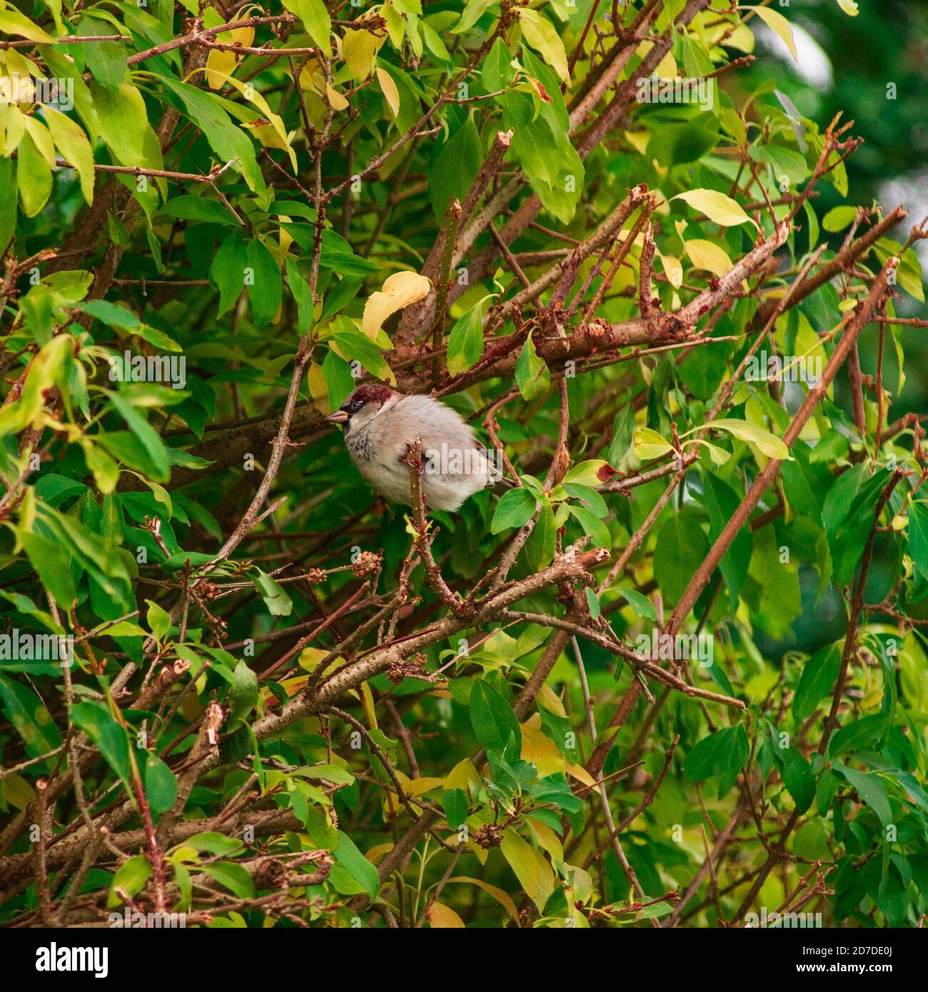Vista de gorrión sentado en un arbusto. Foto de stock