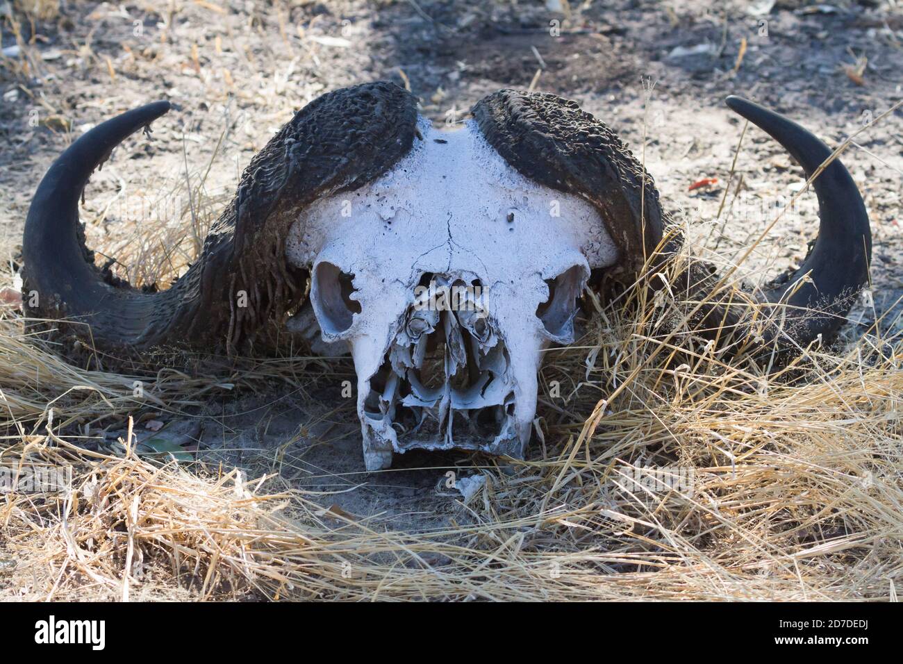 Cabo Buffalo (Syncerus caffer) cráneo en el suelo con cuernos en Mana Pools, Zimbabwe Foto de stock