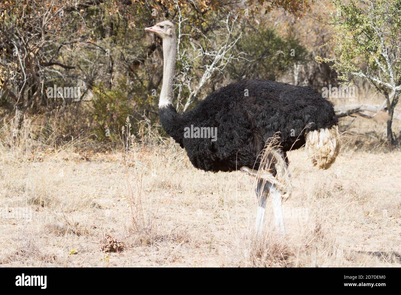 Ostrich común (Struthio camelus) Macho cerrado caminando solo a través de la bushveld en Sudáfrica Foto de stock