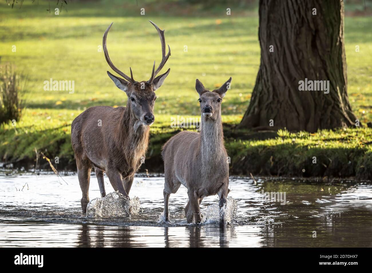 Un par de ciervos vadeando por el agua tomando un atajo al otro lado Foto de stock