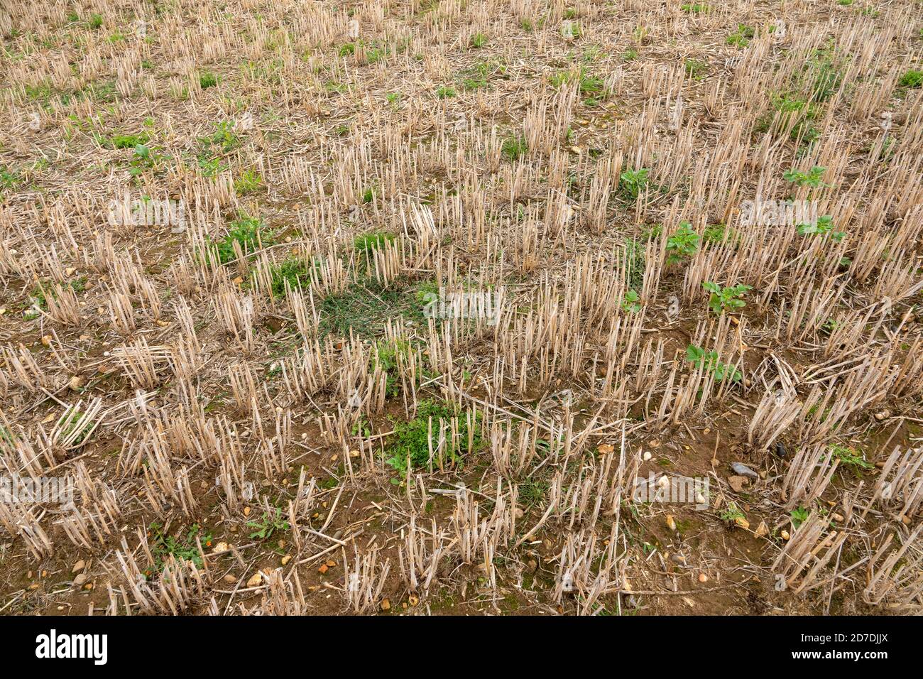 Superficie de rastrojo de cultivo en condiciones de sequía Foto de stock